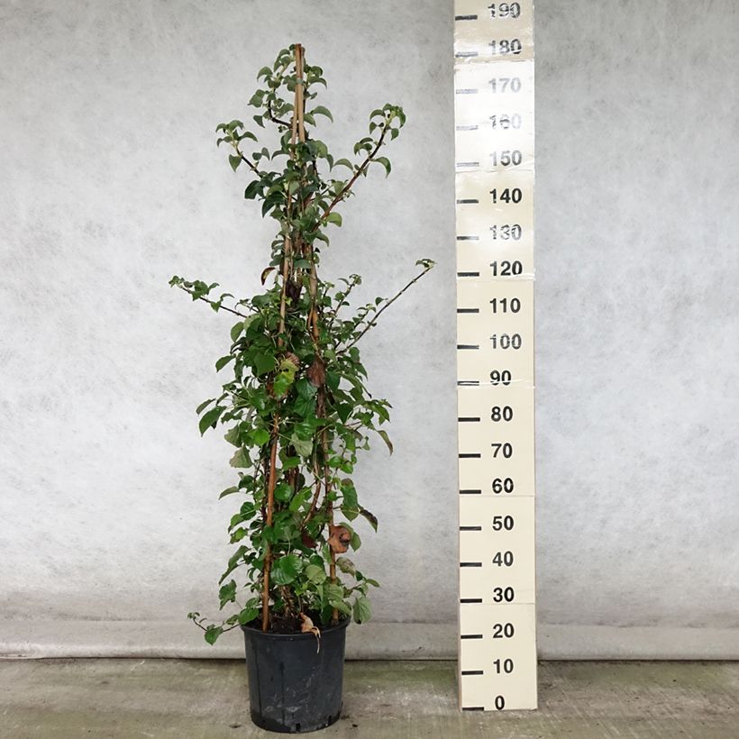 Hydrangea anomala subsp. petiolaris- Climbing Hydrangea 4L/5L pot sample as delivered in summer