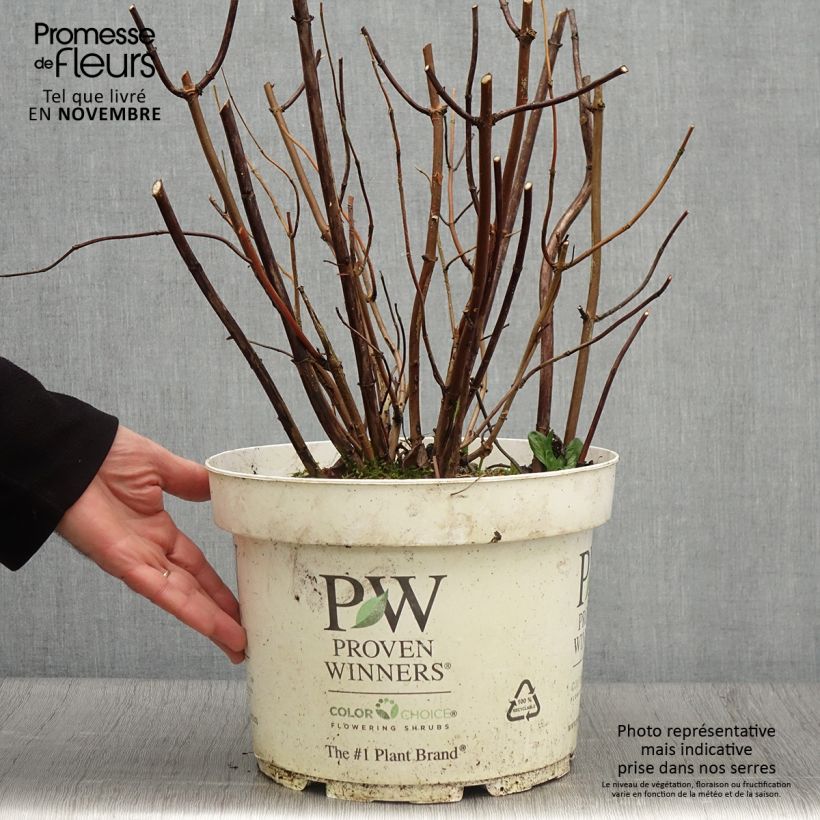 Hydrangea arborescens Lime Rickey 7.5L/10L pot sample as delivered in autumn