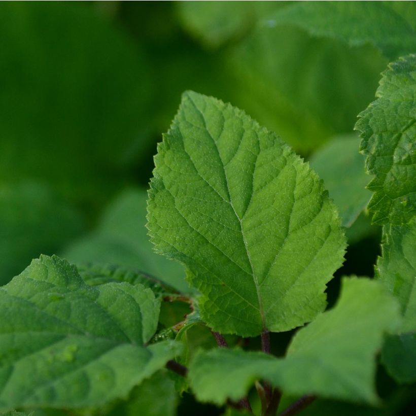 Hydrangea arborescens Annabelle (Foliage)