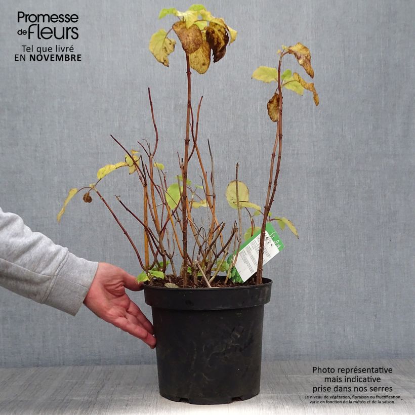 Hydrangea arborescens Annabelle 7.5L/10L pot sample as delivered in autumn