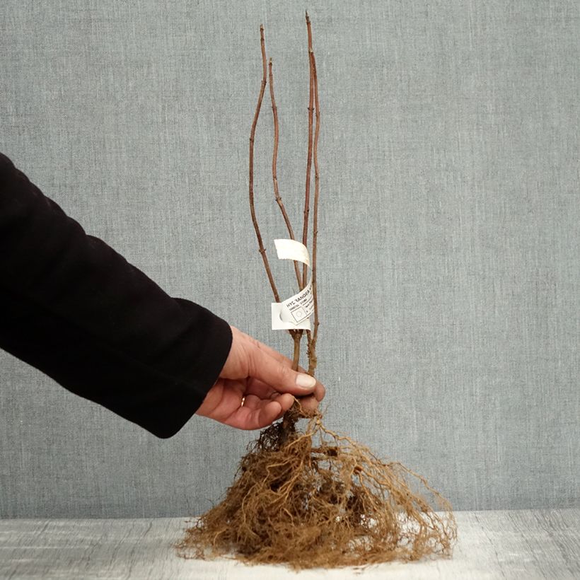Hydrangea arborescens Annabelle Bare root sample as delivered in winter