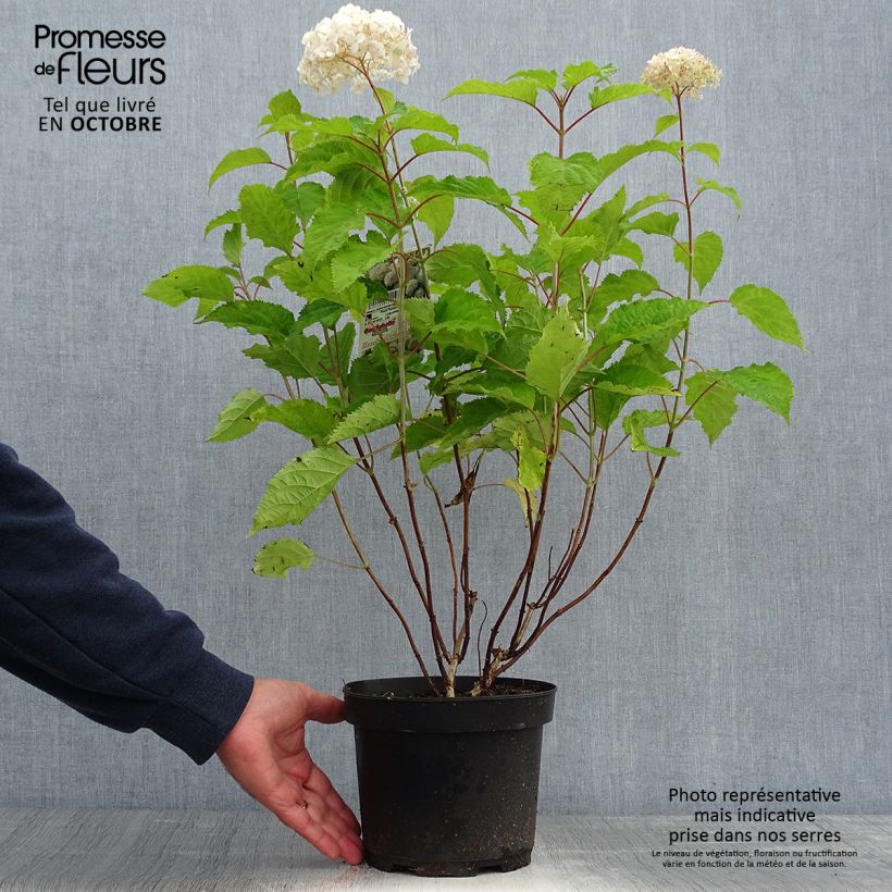 Hydrangea arborescens Candybelle Marshmallow 3L/4L pot sample as delivered in autumn