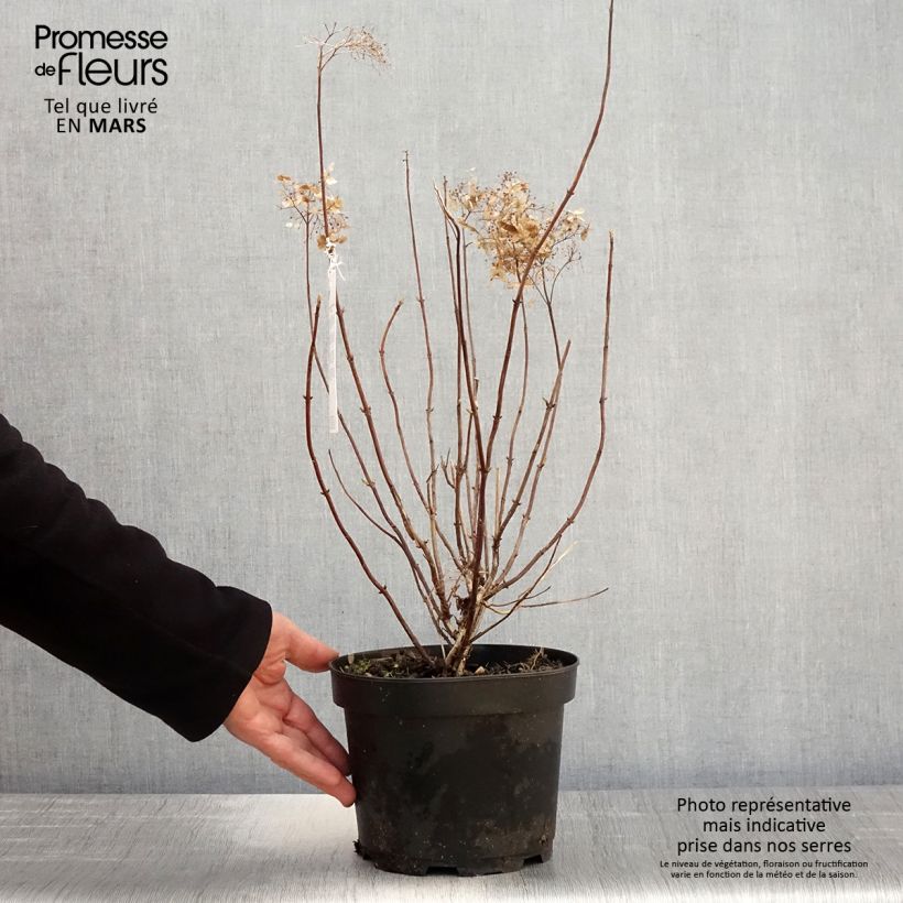 Hydrangea arborescens Candybelle Marshmallow 3L/4L pot sample as delivered in spring