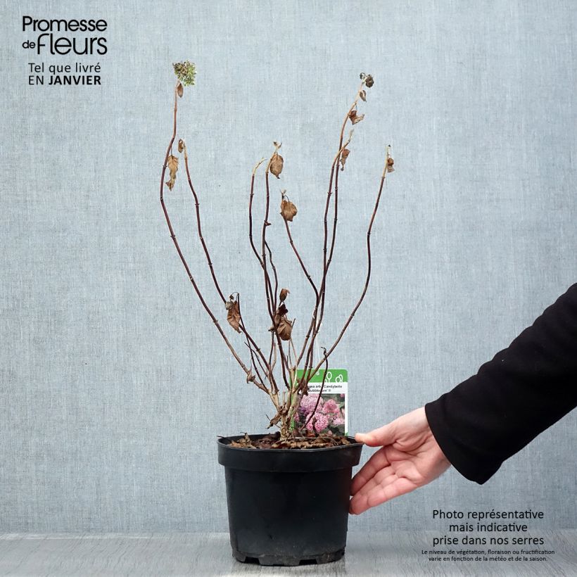 Hydrangea&#x20;arborescens&#x20;Candybelle&#x20;Bubblegum&#x20;3L&#x2F;4L&#x20;pot&#x20;sample&#x20;as&#x20;delivered&#x20;in&#x20;winter