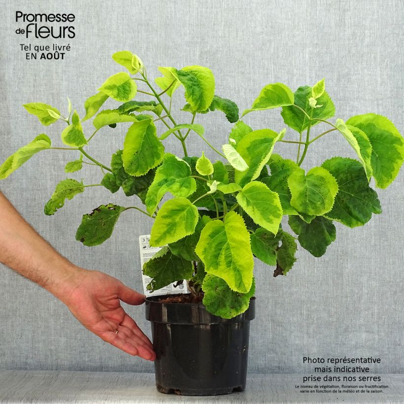 Hydrangea arborescens Golden Annabelle 3L/4L pot sample as delivered in summer