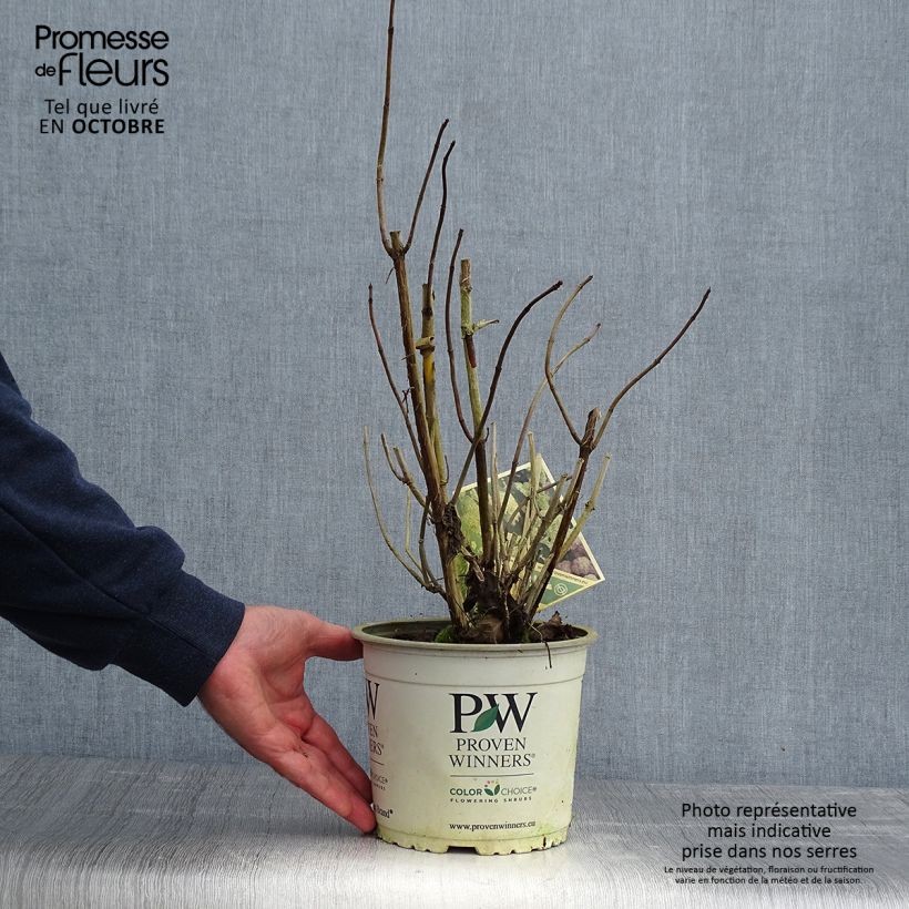 Hydrangea arborescens Lime Rickey 2L/3L pot sample as delivered in autumn