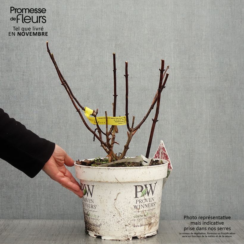 Hydrangea arborescens Ruby Annabelle 4L/5L pot sample as delivered in autumn