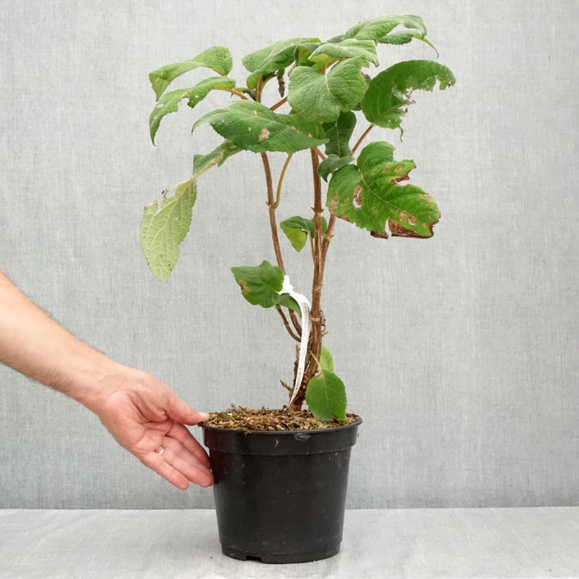 Hydrangea aspera Bellevue 4L/5L pot sample as delivered in summer