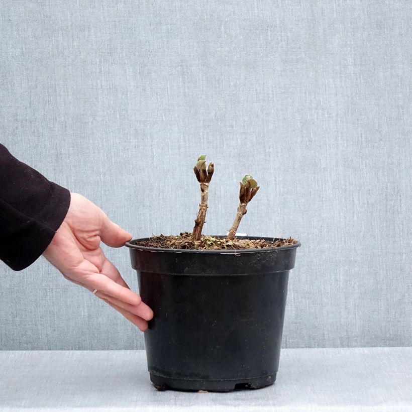 Hydrangea aspera Bellevue 4L/5L pot sample as delivered in spring