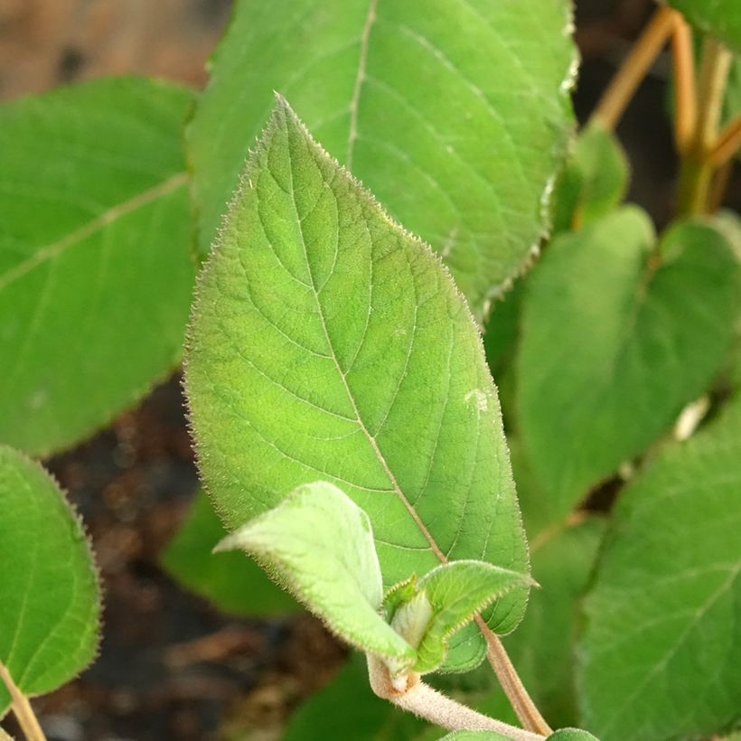 Hydrangea aspera Bellevue (Foliage)
