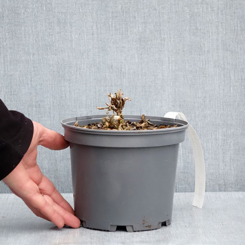 Hydrangea aspera subsp.sargentiana 3L/4L pot sample as delivered in spring