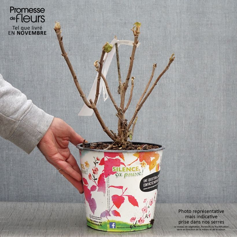 Hydrangea aspera subsp.sargentiana 3L/4L pot sample as delivered in autumn