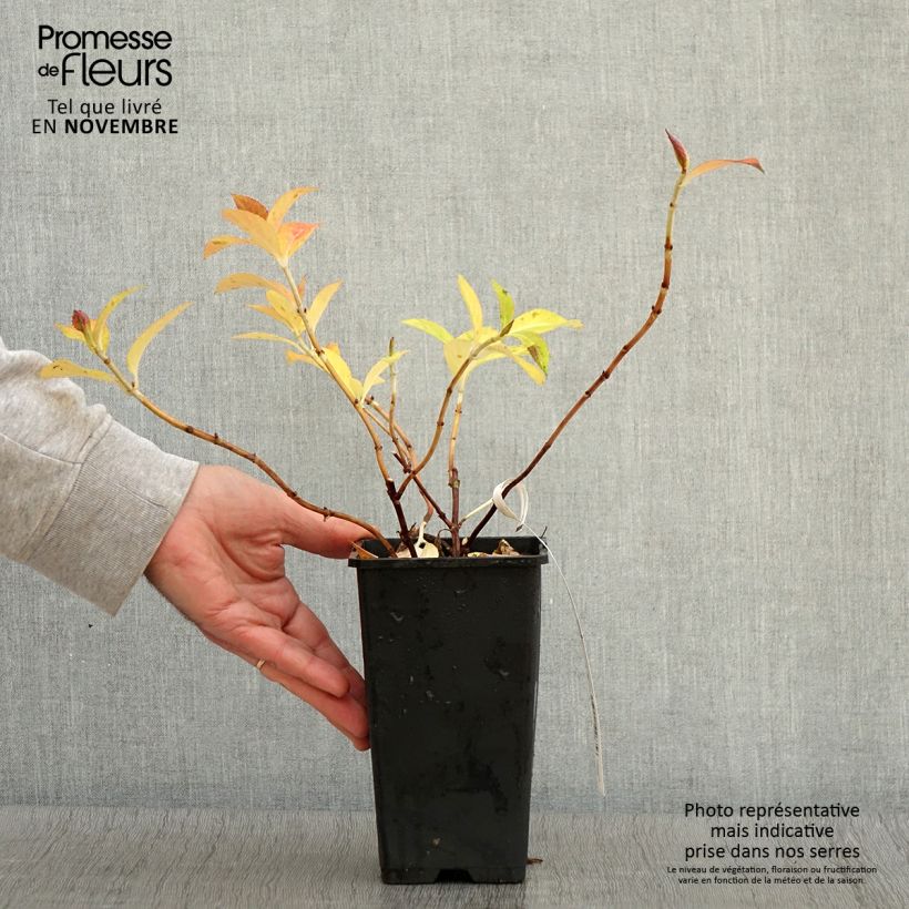 Hydrangea French Bolero 1.5L/2L pot sample as delivered in autumn