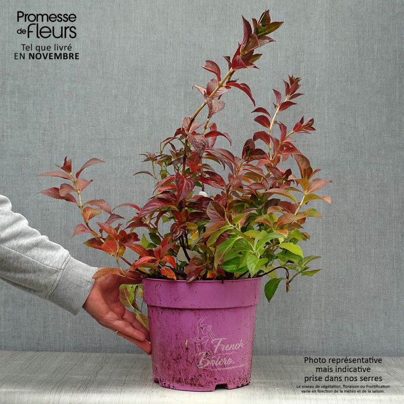 Hydrangea French Bolero 6L/7L pot sample as delivered in autumn