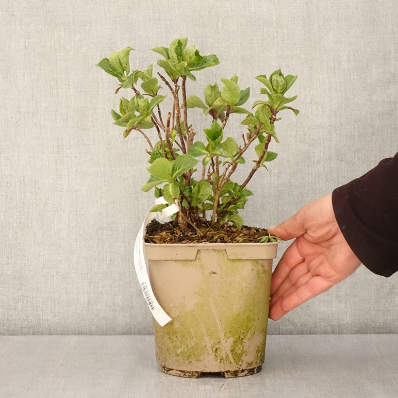 Hydrangea macrophylla Amethyst  3L/4L pot sample as delivered in spring