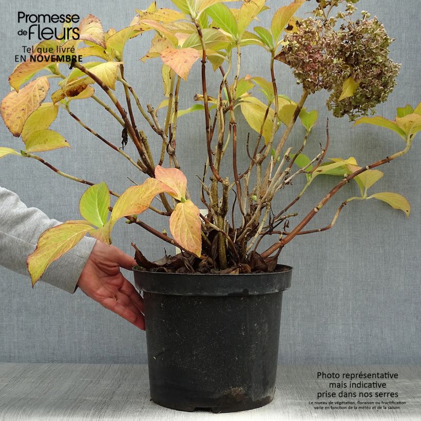 Hydrangea macrophylla Ayesha 7.5L/10L pot sample as delivered in autumn