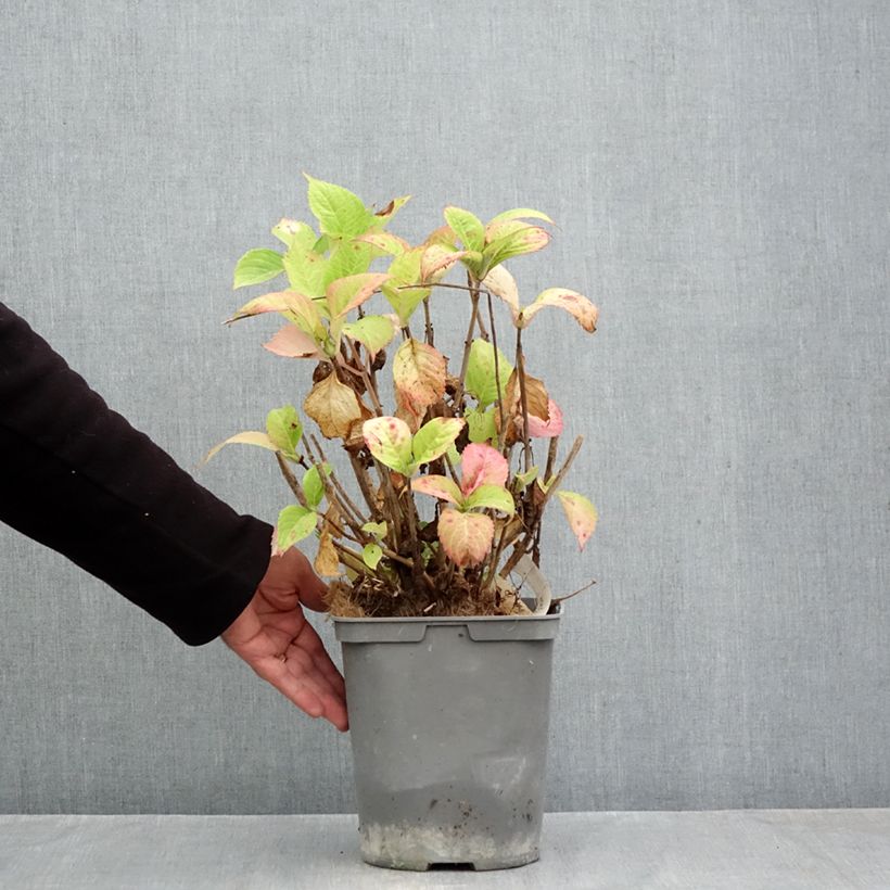 Hydrangea macrophylla Red Baron 4L/5L pot sample as delivered in autumn