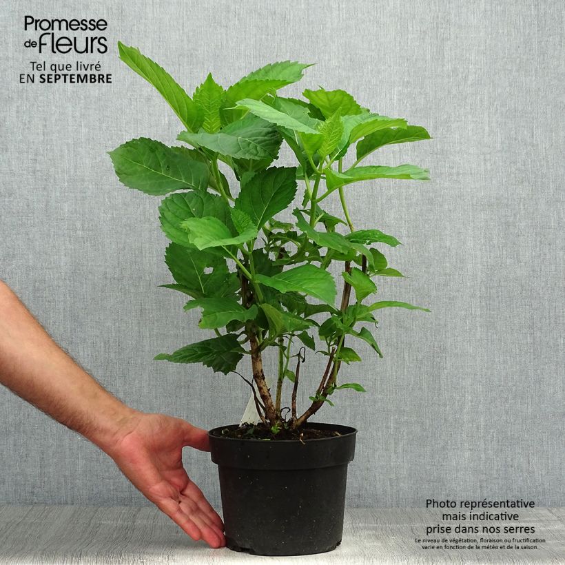 Hydrangea macrophylla Bela 2L/3L pot sample as delivered in autumn
