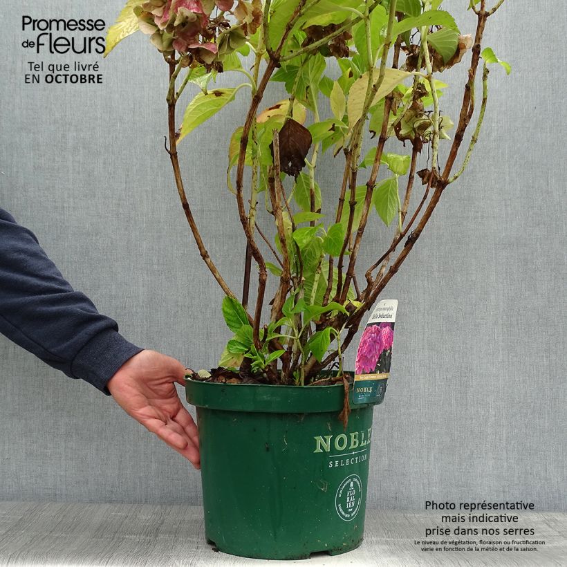 Hydrangea macrophylla Belle Séduction 7.5L/10L pot sample as delivered in autumn