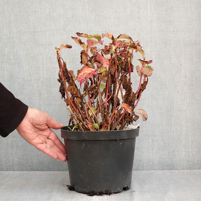 Hydrangea macrophylla Benthe - Mophead Hydrangea 4L/5L pot sample as delivered in autumn