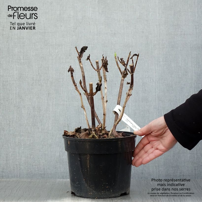 Hydrangea macrophylla Black Steel Purple 4L/5L pot sample as delivered in winter
