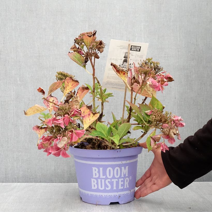 Hydrangea macrophylla Bloombuster 4L/5L pot sample as delivered in autumn