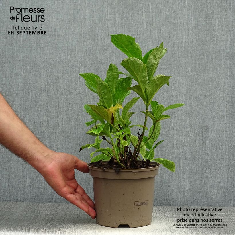Hydrangea macrophylla Blue Wave 2L/3L pot sample as delivered in autumn