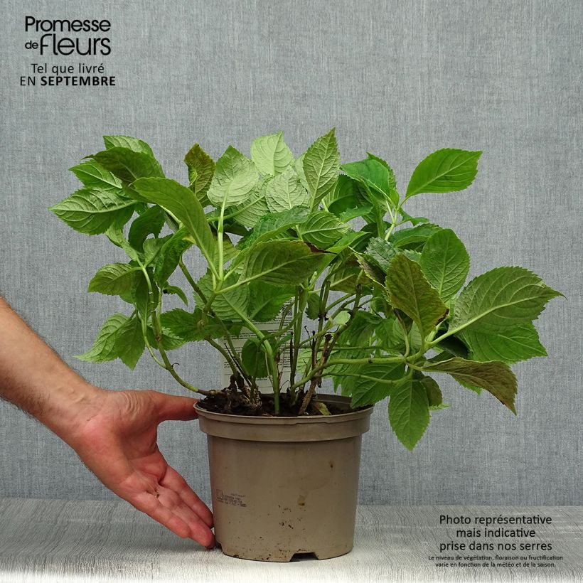 Hydrangea macrophylla Bouquet Rose 2L/3L pot sample as delivered in autumn