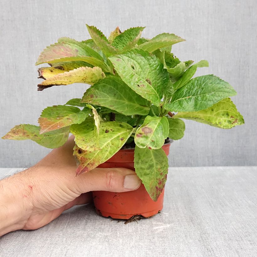 Example of Hydrangea macrophylla Bright White 8/9 cm pot as you get in automne