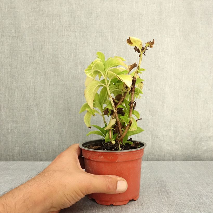 Hydrangea macrophylla Bright White 8/9 cm pot sample as delivered in summer