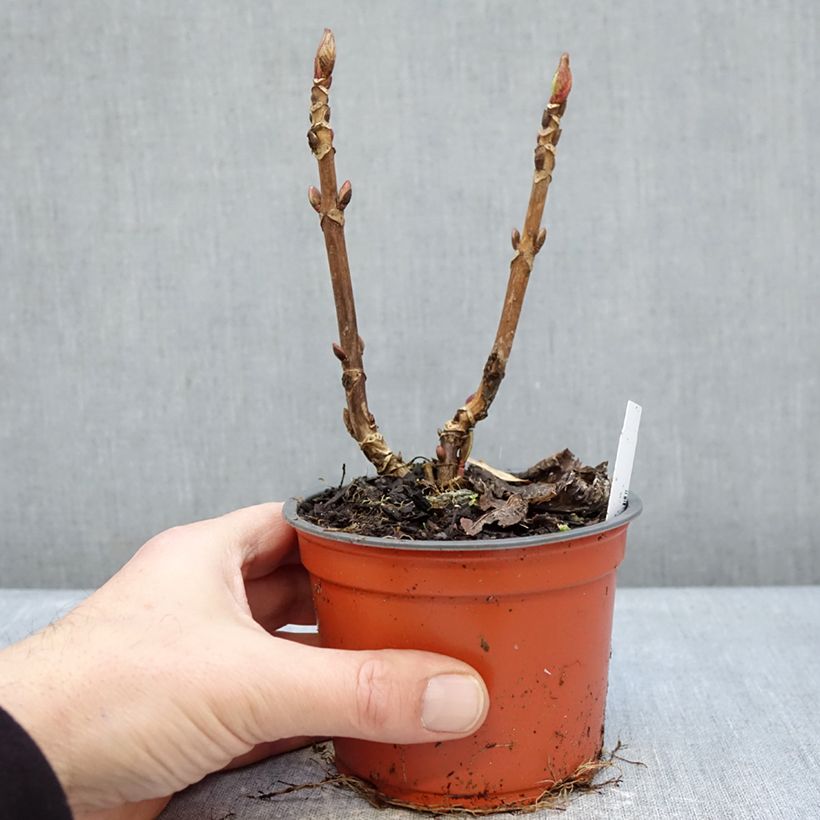 Hydrangea macrophylla Caipirinha 12cm pot sample as delivered in winter