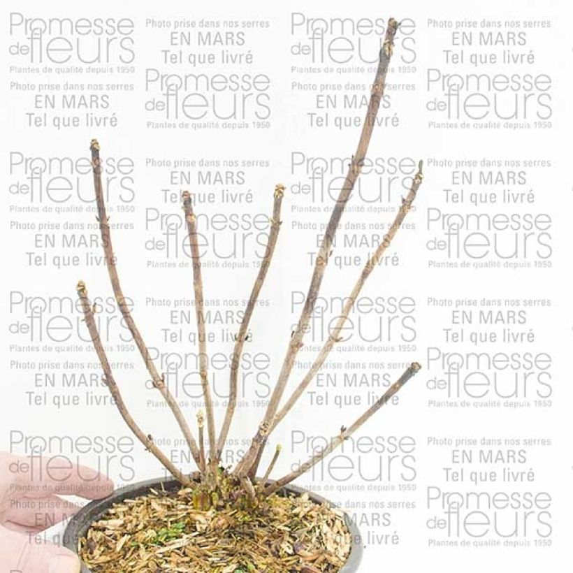 Example of Hydrangea macrophylla Camino 2L/3L pot specimen as delivered