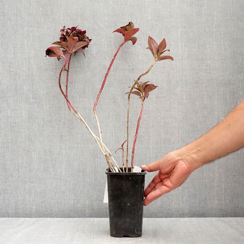 Hydrangea Macrophylla Chocolate 1.5L/2L pot sample as delivered in summer