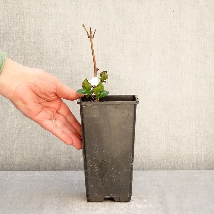 Hydrangea Macrophylla Chocolate 1.5L/2L pot sample as delivered in spring