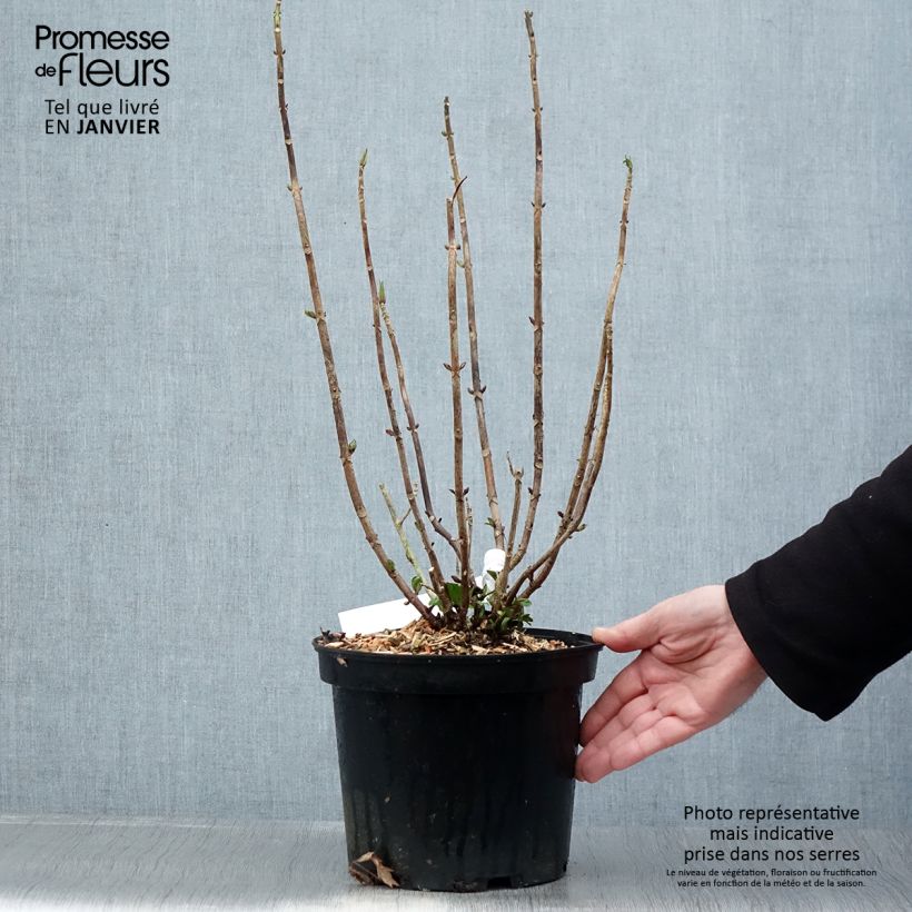 Hydrangea Macrophylla Chocolate 4L/5L pot sample as delivered in winter