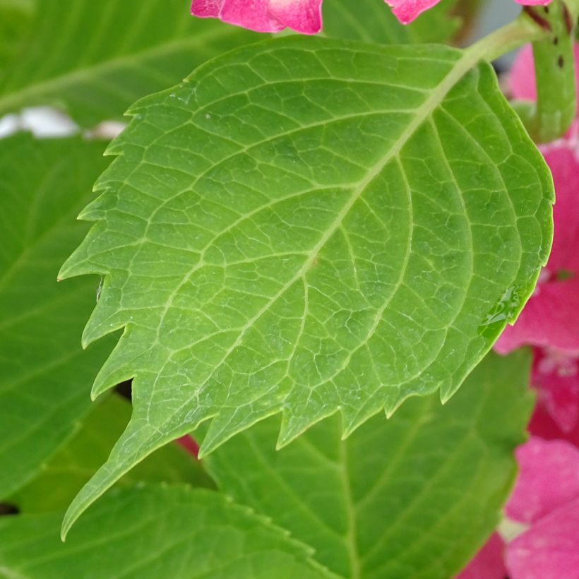 Hydrangea macrophylla Constellation (Foliage)
