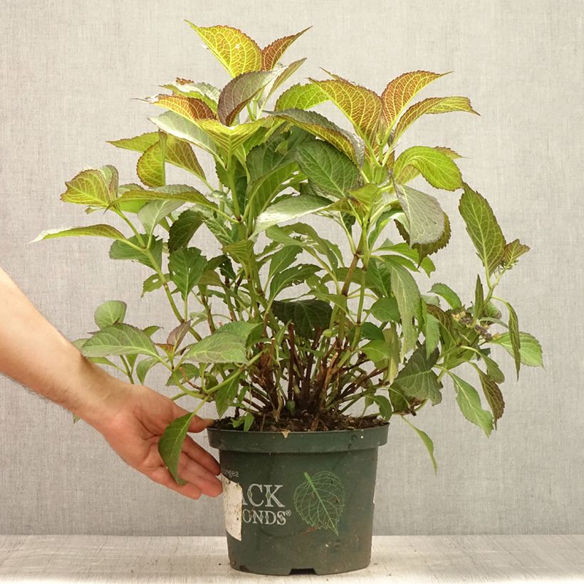 Hydrangea macrophylla Dark Angel Purple 2L/3L pot sample as delivered in summer