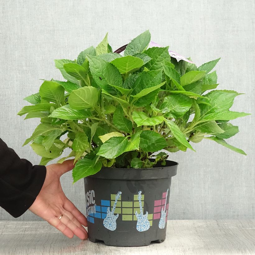 Hydrangea macrophylla Deep Purple Dance 4L/5L pot sample as delivered in autumn