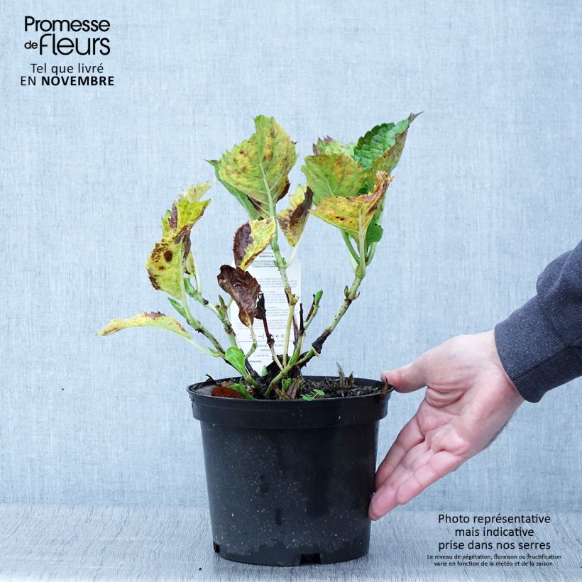 Hydrangea macrophylla Deutschland 2L/3L pot sample as delivered in autumn