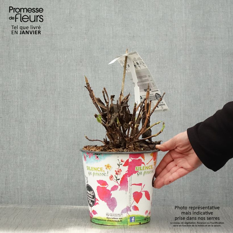 Hydrangea macrophylla Dolce Fragola 4L/5L pot sample as delivered in winter