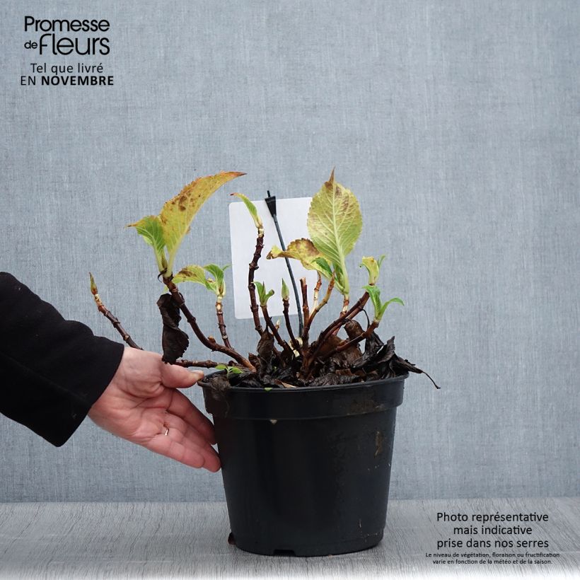 Hydrangea macrophylla Dolce Gipsy 4L/5L pot sample as delivered in autumn