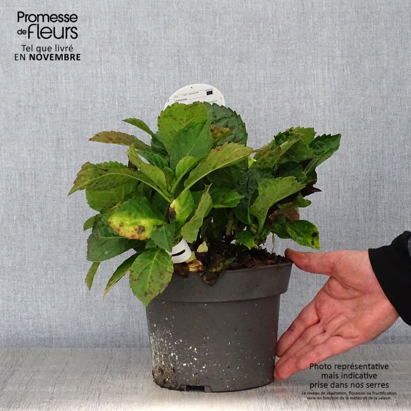 Hydrangea macrophylla Early Blue 2L/3L pot sample as delivered in autumn
