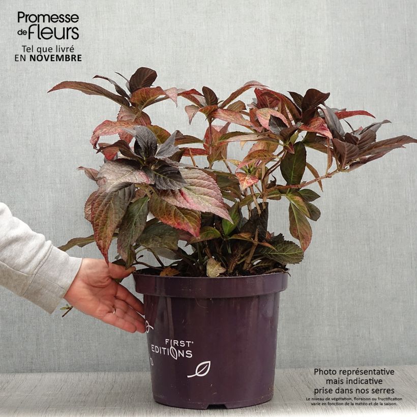 Hydrangea macrophylla Eclipse 3L/4L pot sample as delivered in autumn