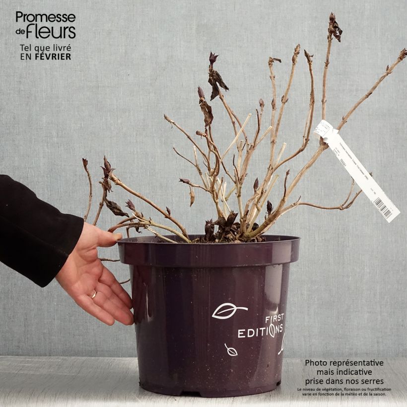 Hydrangea macrophylla Eclipse 3L/4L pot sample as delivered in winter