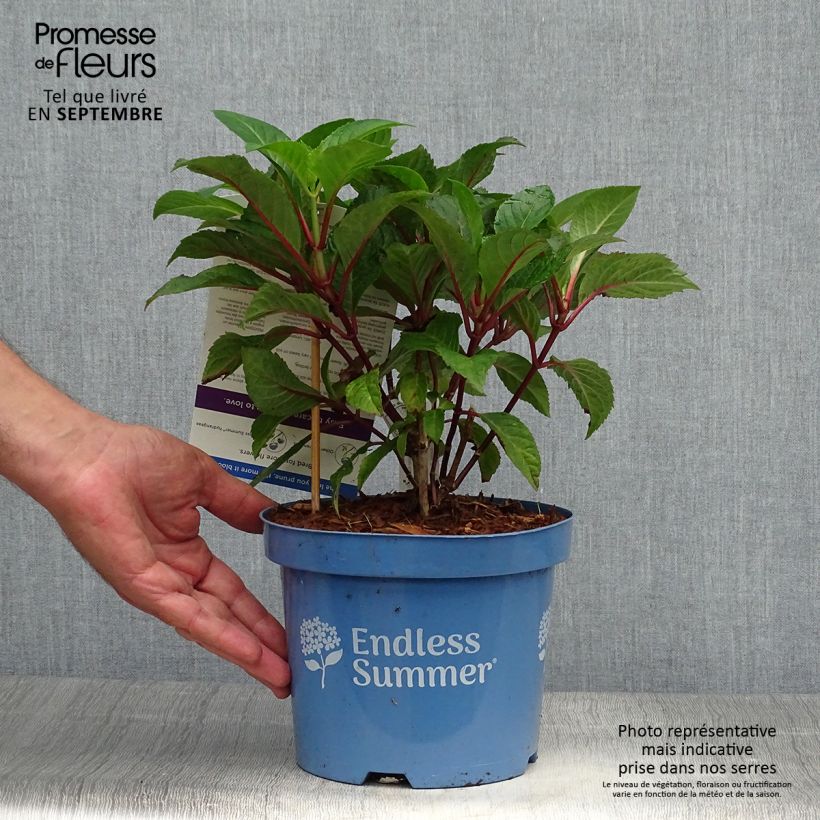 Hydrangea  macrophylla Endless Summer Bloomstar 3L/4L pot sample as delivered in autumn
