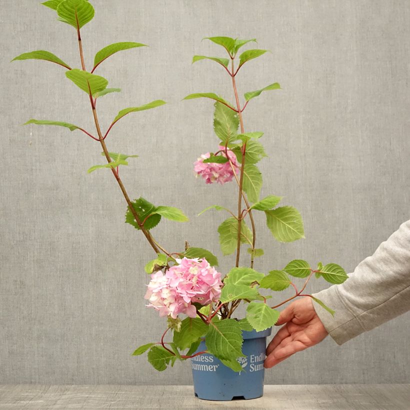 Hydrangea  macrophylla Endless Summer Bloomstar 3L/4L pot sample as delivered in summer