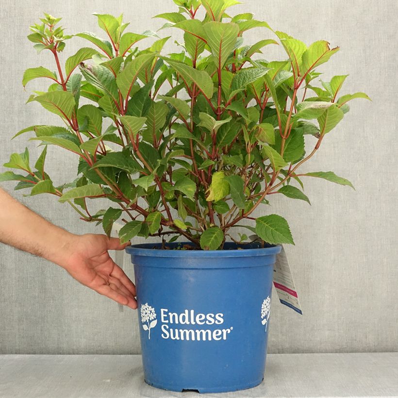 Hydrangea  macrophylla Endless Summer Bloomstar 7.5L/10L pot sample as delivered in summer