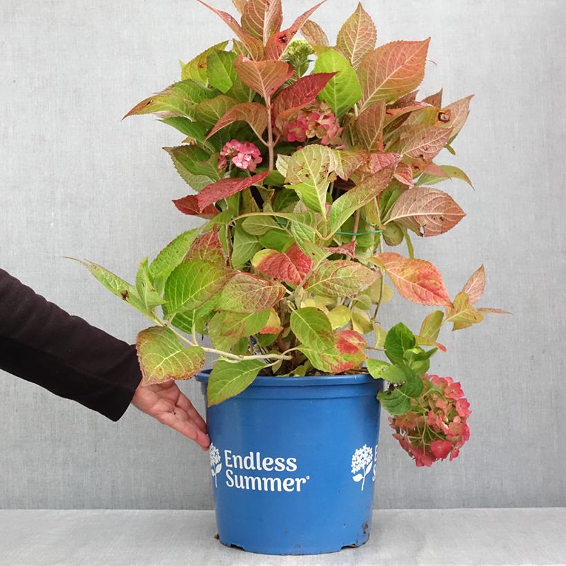 Hydrangea macrophylla Endless Summer The Bride 7.5L/10L pot sample as delivered in autumn