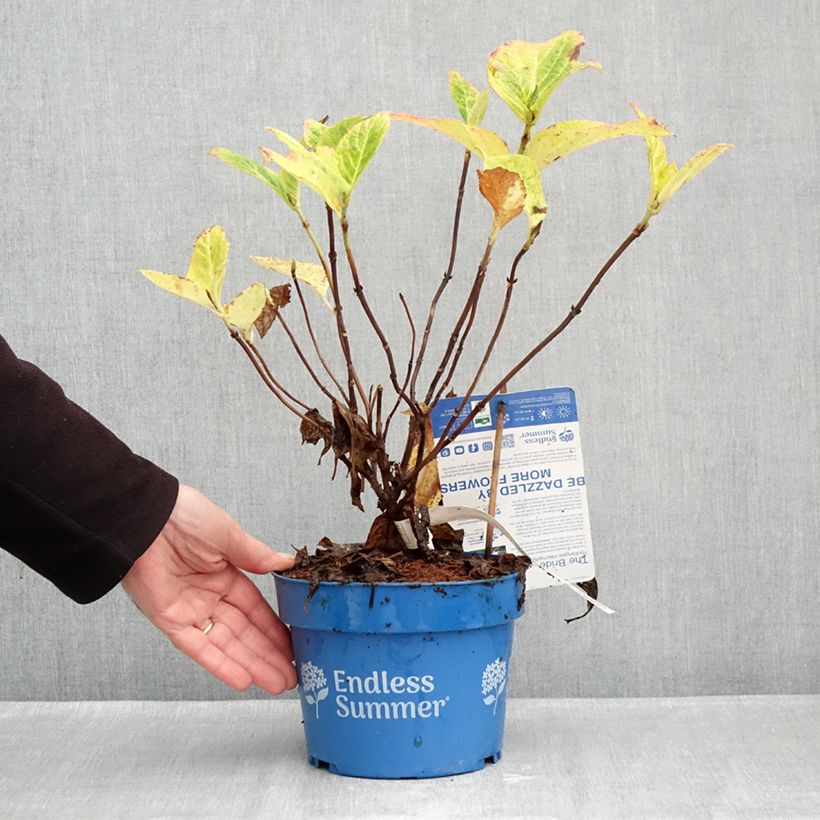 Hydrangea macrophylla Endless Summer The Bride 2L/3L pot sample as delivered in autumn