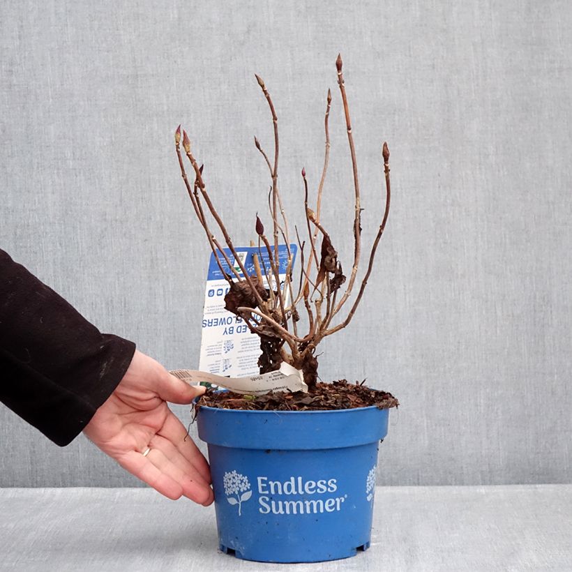 Hydrangea macrophylla Endless Summer The Bride 2L/3L pot sample as delivered in winter